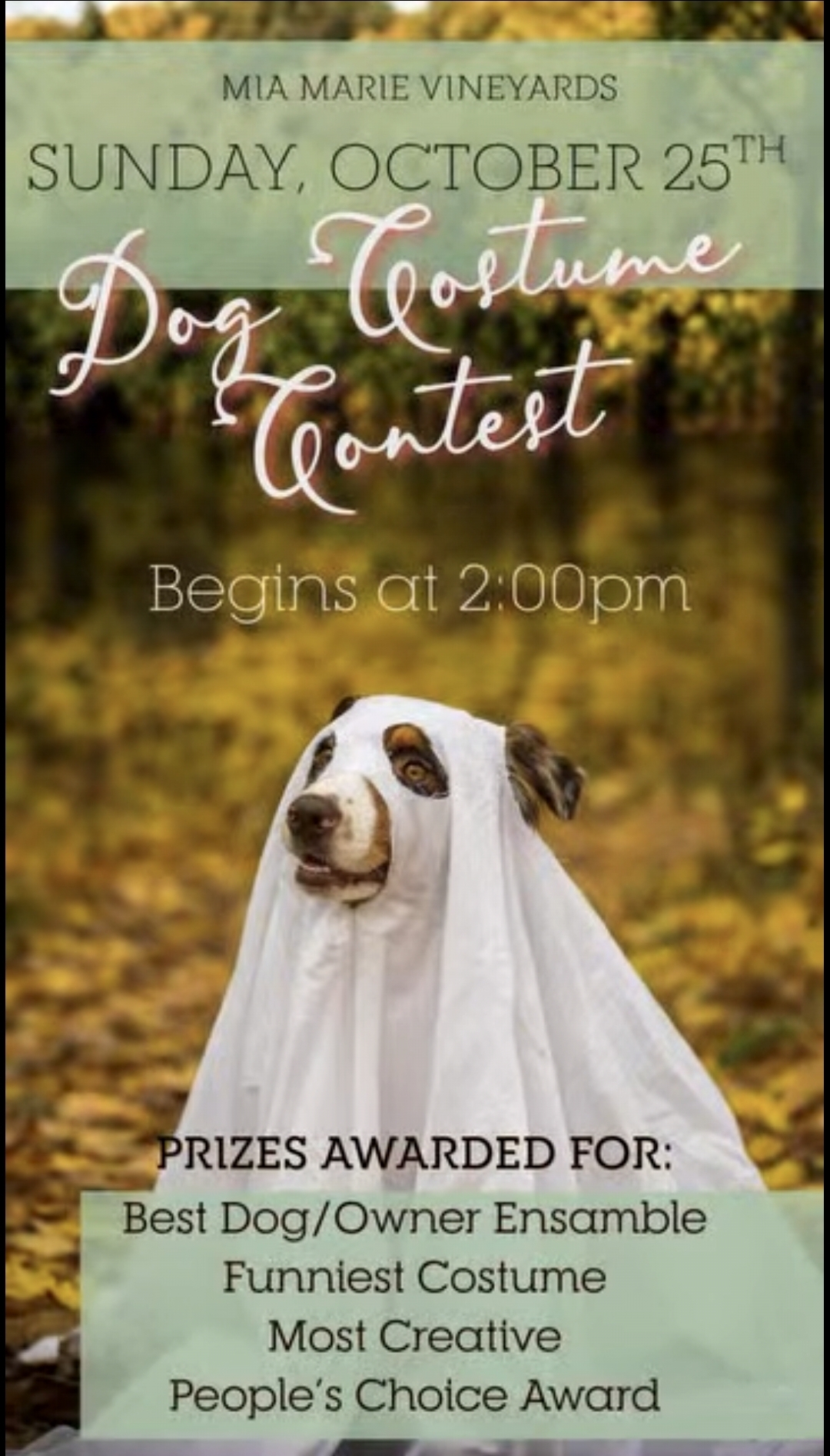 Flyer for Dog Costume Contest