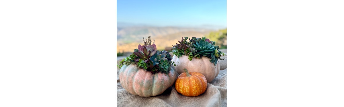 Flyer for Succulent Pumpkin Workshop with Coorie